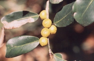 Ficus_natalensis_natalensis
