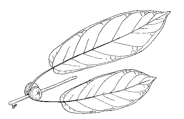 Ficus_nigropunctata