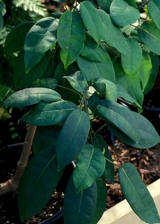 Ficus ottonifolia macrosycea
