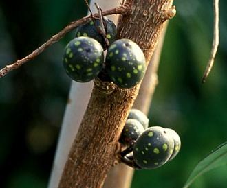 Ficus ottonifolia macrosycea