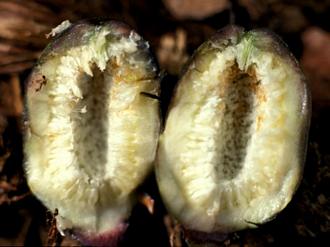 Ficus ottonifolia macrosycea