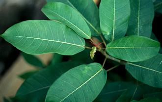Ficus ottonifolia ottonifolia 