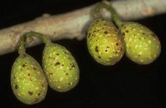Ficus_ottoniifolia_ottoniifolia