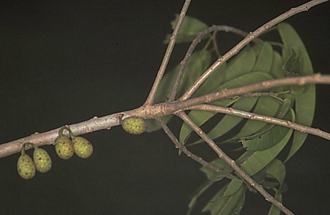 Ficus_ottoniifolia_ottoniifolia