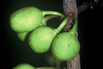 Ficus_ottoniifolia_ulugurensis