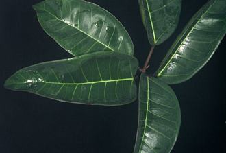 Ficus_ottoniifolia_ulugurensis