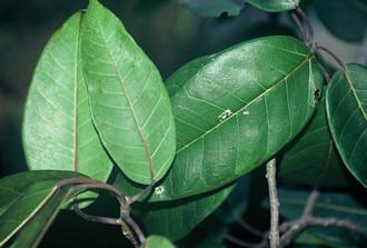 Ficus_ottoniifolia_ulugurensis