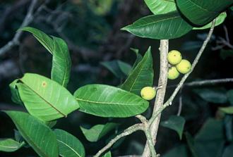 Ficus_ottoniifolia_ulugurensis