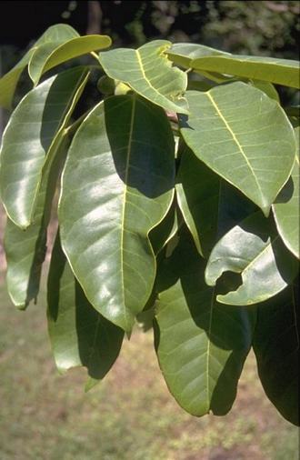 Ficus_ovata