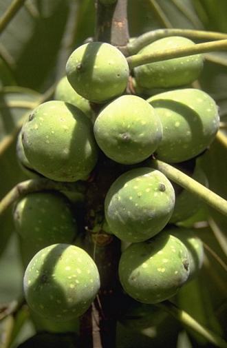 Ficus_ovata
