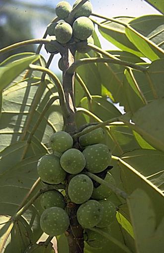 Ficus_ovata