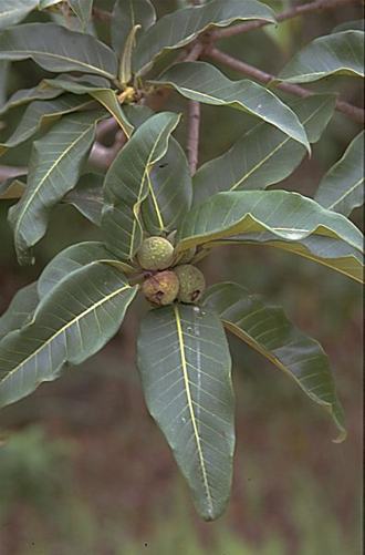 Ficus_ovata