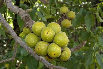 Ficus ovata Simon van Noort