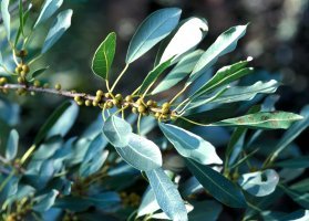 Ficus_petersii