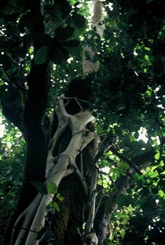 Ficus_polita_polita
