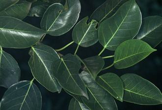 Ficus_polita_polita