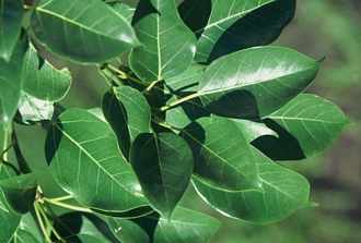 Ficus_polita_polita