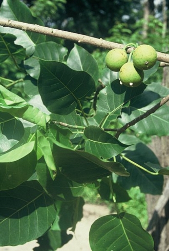 Ficus_polita_polita
