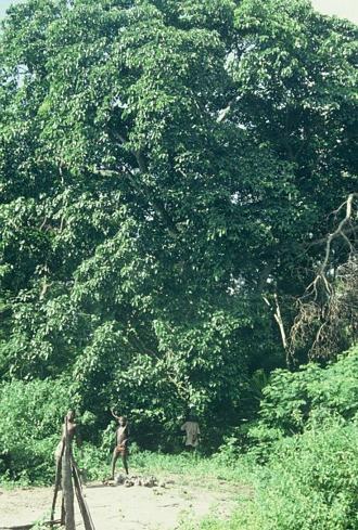 Ficus_polita_polita