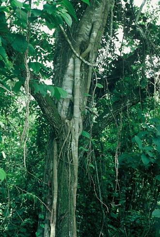 Ficus_polita_polita
