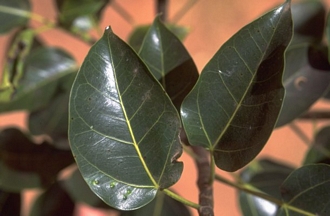 Ficus_polita_polita