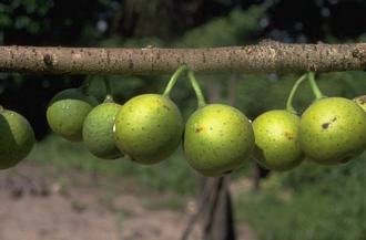 Ficus_polita_polita