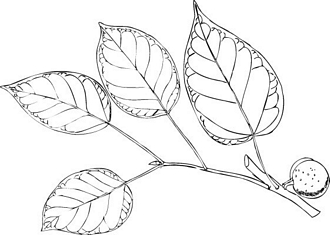 Ficus_polita_polita