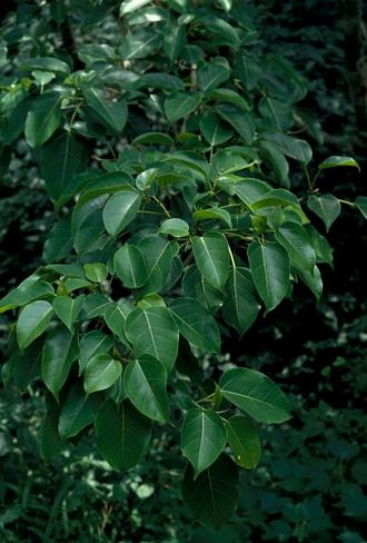 Ficus polita polita