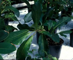 Ficus preussii