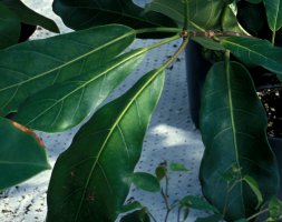 Ficus_preussii