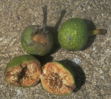 Ficus_recurvata