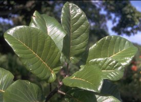Ficus_recurvata