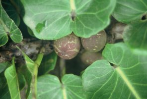 Ficus_sagittifolia