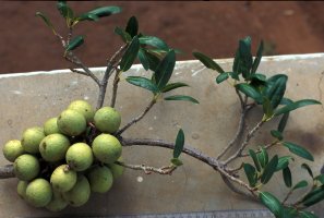 Ficus_sansibarica_sansibarica