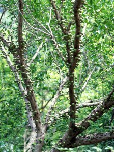 Ficus_sansibarica_sansibarica