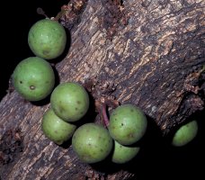 Ficus_sansibarica_sansibarica