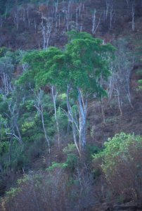 Ficus sansibarica sansibarica