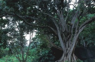 Ficus_sansibarica_sansibarica