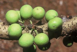 Ficus_sansibarica_sansibarica