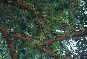 Ficus_sansibarica_sansibarica