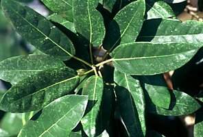 Ficus_sansibarica_sansibarica