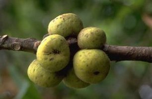 Ficus_saussureana