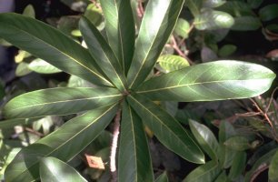 Ficus_saussureana