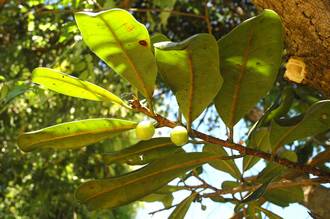 Ficus_scassellatii_scassellatii_Mt_Mulanje_Malawi