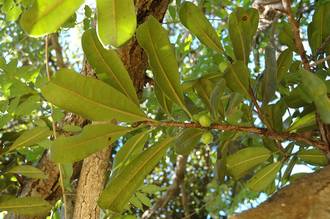 Ficus_scassellatii_scassellatii_Mt_Mulanje_Malawi