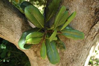 Ficus_scassellatii_scassellatii_Mt_Mulanje_Malawi