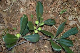Ficus_scassellatii_scassellatii_Mt_Mulanje_Malawi