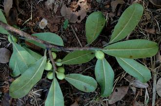 Ficus_scassellatii_scassellatii_Mt_Mulanje