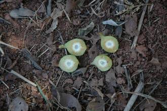 Ficus_scassellatii_scassellatii_Mt_Mulanje_Malawi