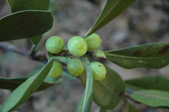 Ficus_scassellatii_scassellatii_Mt_Mulanje_Malawi